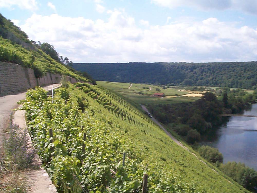 Weinbergbewässerung